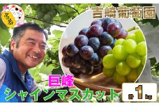 M479　【お盆~8月末順次発送】吉﨑葡萄園直送！【 巨峰 & シャインマスカット 詰め合わせ1kg】