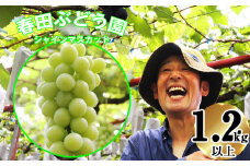 〈春田ぶどう園〉 【8月中旬～9月下旬順次発送】春田ぶどう園直送！【シャインマスカット１.2キロ以上】[M167-1] 果物 果汁 ぶどう 高級 福岡 フルーツ 甘い 福岡県 宮若市 送料無料