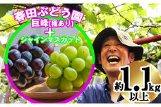 〈春田ぶどう園〉 【8月中旬～9月上旬順次発送】春田ぶどう園直送！【巨峰＋シャインマスカット1.1キロ以上】 [M216-2] 果物 果汁 ぶどう 高級 福岡 フルーツ 甘い 福岡県 宮若市 送料無料