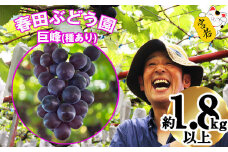 〈春田ぶどう園〉 【8月中旬～9月中旬順次発送】春田ぶどう園直送【巨峰1.8kg】 [M90-5] 果物 果汁 ぶどう 高級 福岡 フルーツ 甘い 福岡県 宮若市 送料無料