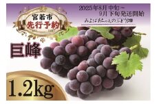 ＜みよばあちゃんのぶどう畑直送！＞ 先行予約 8月中旬～9月下旬順次発送【露地栽培の巨峰約1.2kg】[M27-2] 葡萄 ブドウ 果物 くだもの マスカット フルーツ 新鮮 九州 福岡 宮若