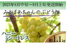 ＜みよばあちゃんのぶどう畑直送！＞ 先行予約 8月中旬～9月上旬順次発送【露地栽培のハニーシードレス約1.1kg】[M28-2] 葡萄 ブドウ ぶどう 巨峰 果物 くだもの マスカット フルーツ 新鮮 九州 福岡 宮若
