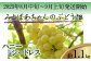 粒は小さめですが、糖度18～20程度と大変甘味の強いぶどうです。酸味は少なく濃厚で華やかな味わい。種なしで食べやすいのも嬉しい。