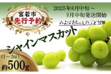 ＜みよばあちゃんのぶどう畑直送！＞ 先行予約 8月中旬～9月中旬順次発送【露地栽培のシャインマスカット1房 約500g】[M29-2] 葡萄 ブドウ ぶどう 巨峰 果物 くだもの マスカット フルーツ 新鮮 九州 福岡 宮若