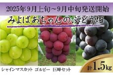 ＜みよばあちゃんのぶどう畑直送！＞ 先行予約 9月上旬～9月中旬順次発送【露地栽培のシャインマスカット・ゴルビー・巨峰セット 約1.5kg】[M31-2] 葡萄 ブドウ ぶどう 巨峰 果物 くだもの マスカット フルーツ 新鮮 九州 福岡 宮若