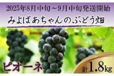 ＜みよばあちゃんのぶどう畑直送！＞ 先行予約 8月中旬～9月中旬順次発送【露地栽培の種なしピオーネ 約1.8kg】[M37-2] 葡萄 ブドウ ぶどう 巨峰 果物 くだもの マスカット フルーツ 新鮮 九州 福岡 宮若