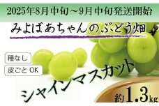 ＜みよばあちゃんのぶどう畑直送！＞ 先行予約 8月中旬～9月中旬順次発送【露地栽培のシャインマスカット 約1.3kg】[M36-2] 葡萄 ブドウ ぶどう 巨峰 果物 くだもの マスカット フルーツ 新鮮 九州 福岡 宮若