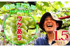 【訳あり】〈春田ぶどう園〉シャインマスカット1.5キロ以上 [M167-2]  ワケあり 訳アリ 果汁 ぶどう 高級 福岡 フルーツ 甘い 福岡県 宮若市 送料無料