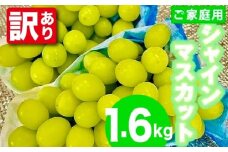【訳あり】〈松尾農園〉シャインマスカット1.6kg(家庭用) [M882-1] 果物 果汁 ぶどう 高級 福岡 フルーツ 甘い マスカット 福岡県 宮若市 送料無料