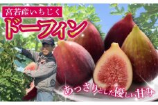 福岡県宮若市産 いちじく 400g×4パック(1.6kg) [M894-1]