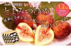 JAふくおか嘉穂 いちじく とよみつひめ 秀品 300g（3～5玉）×4パック 計1.2kg 【2025年8月上旬～10月下旬発送予定】