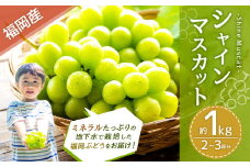福岡県産シャインマスカット 約1kg 2～3房 【2025年8月下旬～9月下旬発送】 フルーツ くだもの