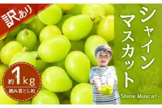 【訳あり品】福岡県産シャインマスカット 摘み落とし粒 約1kg 【2025年8月下旬～9月下旬迄発送予定】