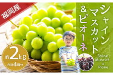 【2024年8月下旬～9月下旬発送】福岡県産シャインマスカット&ピオーネ 合計約2kg