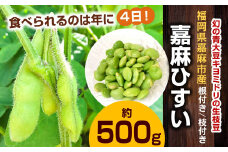 年に1度の青々とした若さをお届け！希少な嘉麻ひすい根付き枝付き 生枝豆 約500g 【2024年10月上旬～10月下旬発送予定】 希少 青大豆 キヨミドリ 