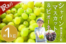【訳あり】福岡県産 シャインマスカット&ピオーネ 摘み落とし粒 約1kg 果物 くだもの シャインマスカット ピオーネ 【2024年8月下旬～9月下旬発送】