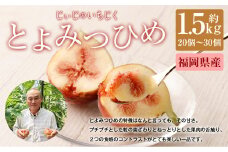 じぃじの いちじく 【 とよみつひめ 】約1.5kg 【2025年8月上旬～10月下旬発送予定】 いちじく 果物 フルーツ