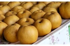 大香園の梨 5.0kg 【2025年9月上旬-10月下旬発送予定】 梨 果物 フルーツ