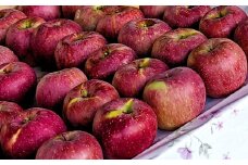 大香園のりんご 4.5kg 【2025年11月中発送予定】 りんご 果物 フルーツ