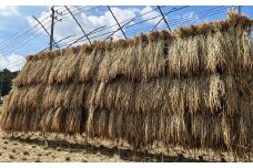 福岡県産幻の天日干し米 5kg お米 白米 【2025年12月上旬より順次発送予定】