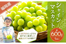 福岡県産 シャインマスカット 約600g 1房 【2025年8月下旬～9月下旬迄発送予定】 フルーツ くだもの