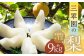 【数量限定】三翠園の梨 9.0kg+1玉