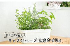 キッチンハーブ5種 香りの寄せ植え