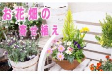 可愛いお花畑の寄せ植え（Mサイズ）
