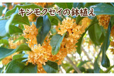 苗木 キンモクセイの鉢植え 白プラ鉢 配送不可 北海道 沖縄 離島