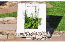 ハーブの寄せ植え（額縁プランター）