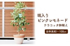 苗木 レモン 斑入り レモンの木 ピンクレモネード テラコッタ鉢 配送不可 北海道 沖縄 離島