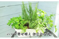 ハーブ7種寄せ植え（白鉢・受皿付き）