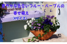 ブルー・パープルの寄せ植え（舟形Mサイズ）1個