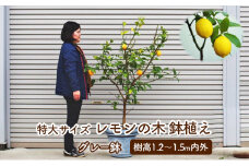 苗木 レモン 特大サイズ レモンの木鉢植え グレー鉢 1個 配送不可 北海道 沖縄 離島