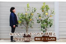 苗木 レモン 特大サイズ レモンの木鉢植え ブラウン鉢 2個 配送不可 北海道 沖縄 離島