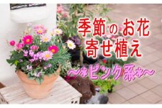 季節のお花寄せ植え(赤・ピンク系)
