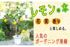 ガーデニング果樹・レモンの木 ★ガーデニングショップ四季の里（2023年3月25日以降順次発送）