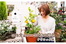 寄植え 収穫可能 レモンとハーブの寄せ植え 配送不可 北海道 沖縄 離島