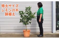 苗木 特大サイズ レモンの木鉢植え テラコッタ鉢 40cm 配送不可 北海道 沖縄 離島