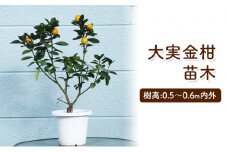 大実金柑の苗木