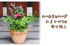 ユーカリとハーブ5種　寄せ植え