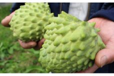アテモヤ 世界三大果実 ぱぁ～しもん屋 配送不可 離島