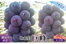 巨峰 2025年発送 約2.5kg 旬菜板屋 配送不可 離島 果物類 ぶどう フルーツ