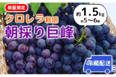 【2025年発送】朝採り巨峰（約1.5kg）クロレラ栽培 ぶどう 果物類 葡萄 フルーツ デザート ギフト 贈り物