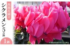 シクラメン 花 鉢 5号鉢×1鉢 冬 贈答 ハウス 栽培