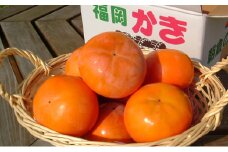 柿 富有柿 朝倉産 5kg 16玉～18玉 朝倉りんご園