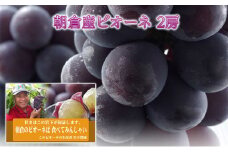 ぶどう ピオーネ 2025年発送 2房 化粧箱入り ブドウ 葡萄 デザート フルーツ 果物 (有)ティース 配送不可：離島 