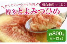 いちじく フルーツ とよみつひめ 約800g 2026年 発送 博多 加温 プレミアムいちじく 果物 くだもの デザート 筑前あさくら農協 配送不可 離島 