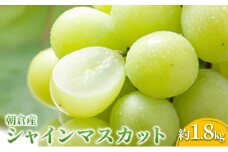 シャインマスカット マスカット ぶどう 1.8kg 2025年 発送 葡萄 ブドウ フルーツ 果物 くだもの デザート 筑前あさくら農協 配送不可 離島 