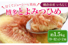 いちじく 2025年発送 博多 とよみつひめ 1.5kg 柔らかな食感 最高レベルの糖度 あふれる果汁 筑前あさくら農協 配送不可 離島※オンライン決済